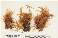 藏品(灰苔科)的圖片